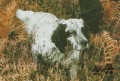 Setter Anglais IAN DE L'ECHO DE LA FORET Setter Anglais IAN DE L'ECHO DE LA FORET